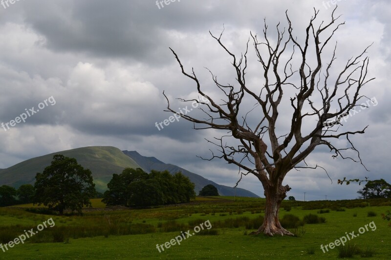 Dead Tree Stormy Sky Mountain Nature Landscape