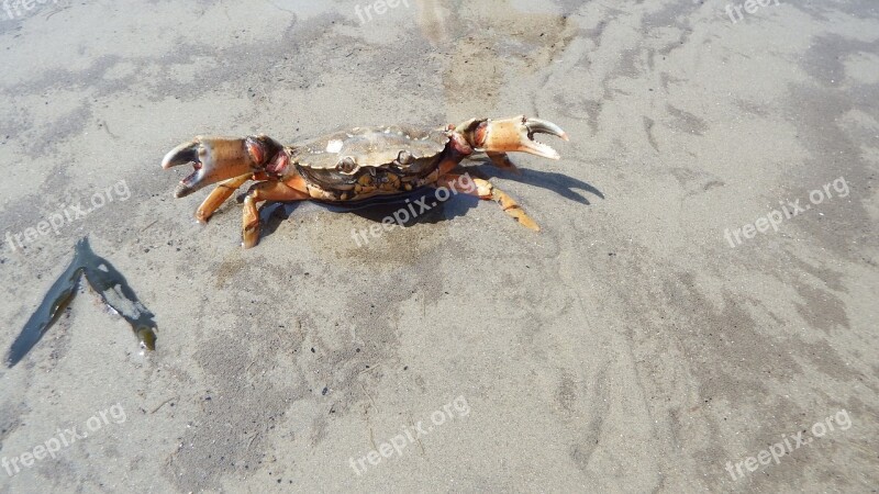 Crab Sand Wadden Sea Vacations Sea