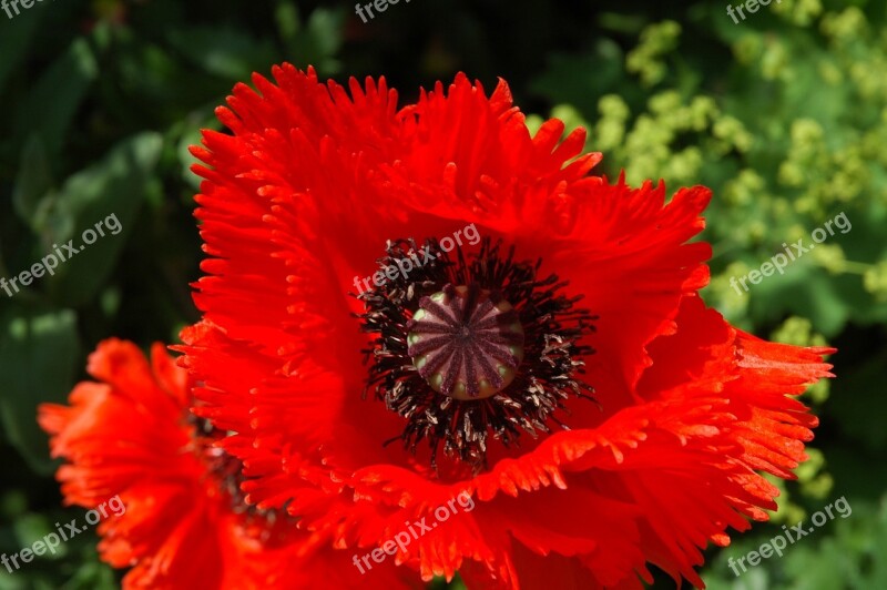 Poppy Red Nature Wild Flowers Flower Bed