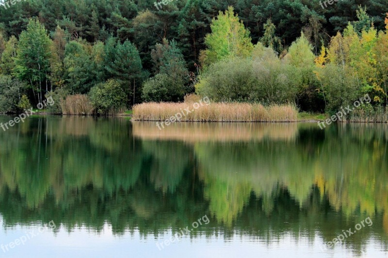 Trees Lake Reed Water Reflection