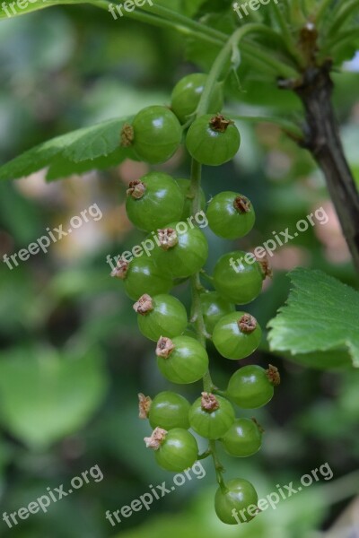 Currant Immature Gooseberry Greenhouse Bush Soft Fruit