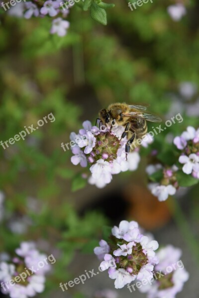 Bee Close Up Insect Pink Spring