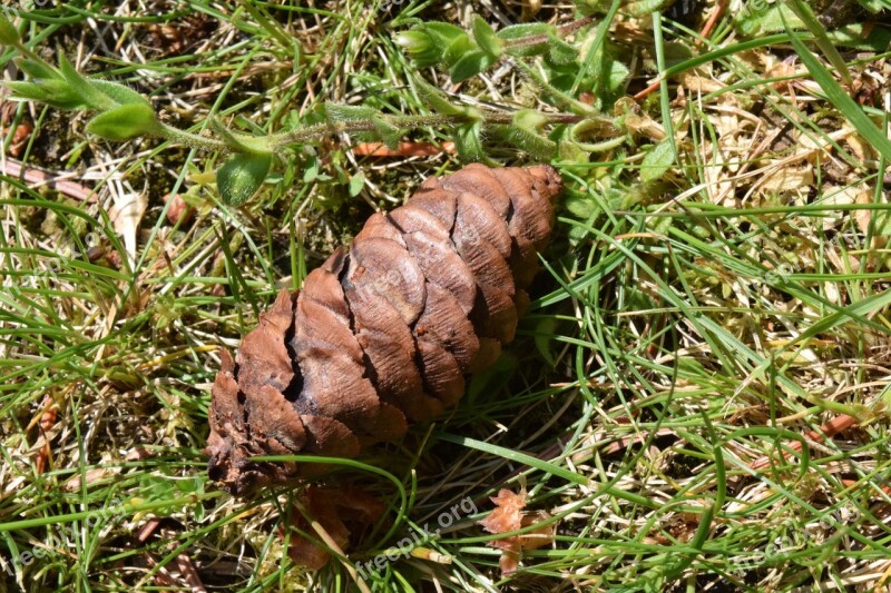 Tap Pine Cones Brown Nature Meadow