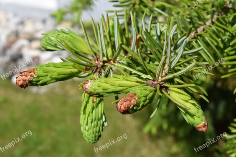 Spruce Young Shoots Green Needles