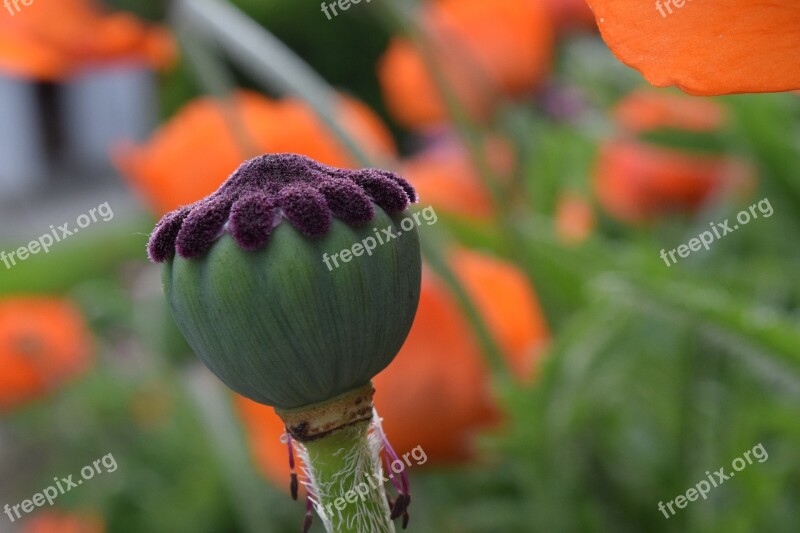 Poppy Bud Capsule Poppy Capsule Blossom