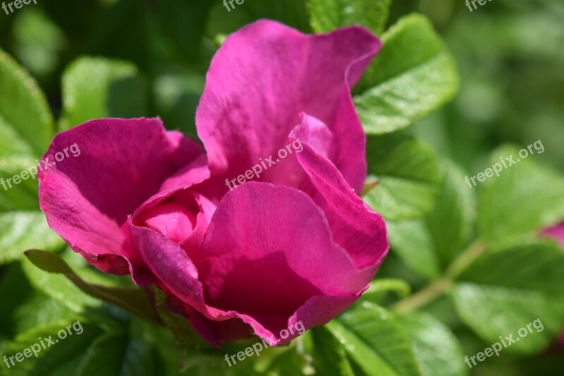 Wild Rose Blossom Bloom Nature Pink