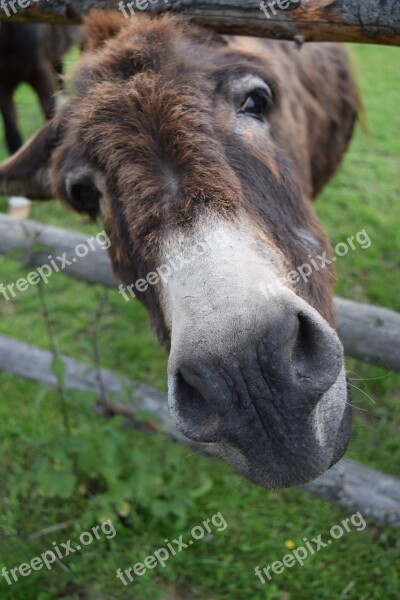 Donkey Curiosity Head Donkey Head Snout