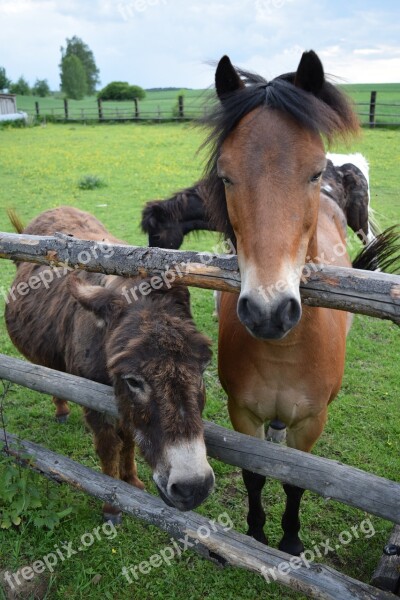 Donkey Horse Friends Curiosity Animals