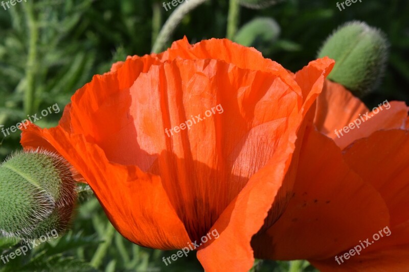 Poppy Poppy Flower Flower Early Summer Blossom