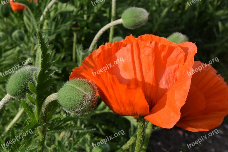 Poppy Orange Blossom Bloom Field Of Poppies