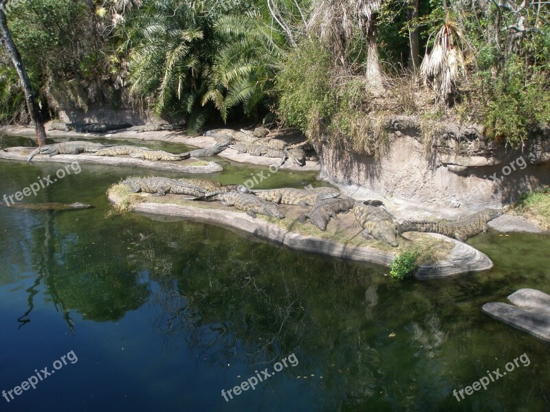 Alligators Florida Reptile Nature Wildlife