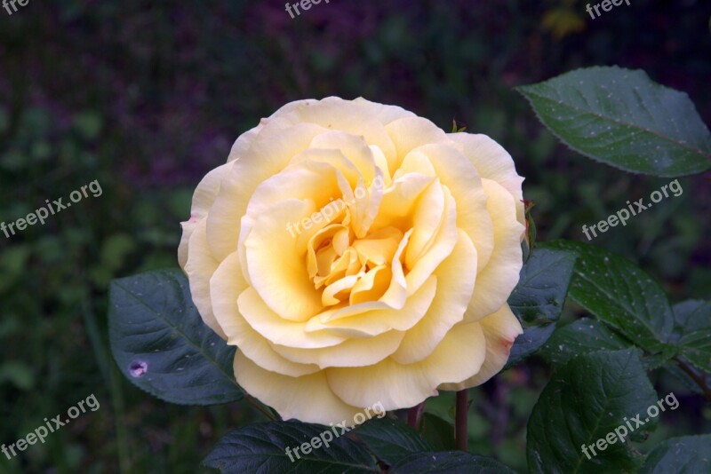 Rose Tea Orange Flower Garden