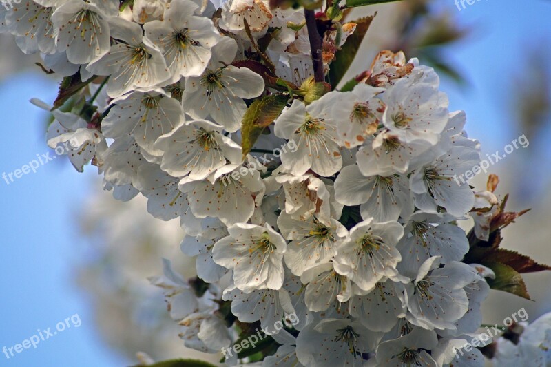 Flower Cherry Spring Fruit Tree Tree