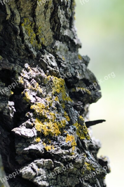 France Provence Gréoux-les-bains South Of France Bark