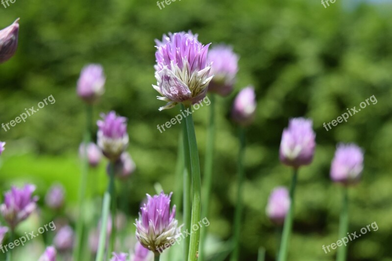 Chives Blossom Bloom Close Up Purple