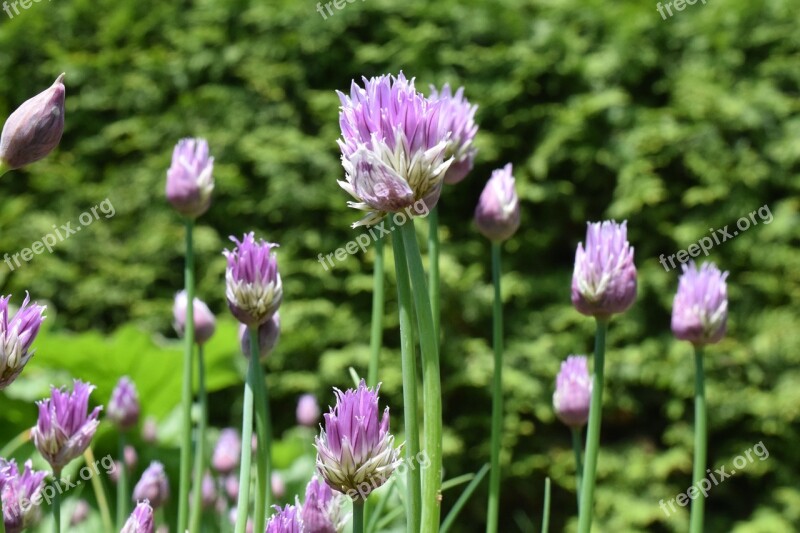 Chives Blossom Bloom Chive Flowers Close Up