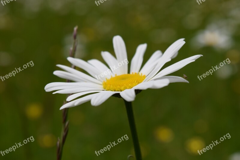 Marguerite White Meadow Margerite Bloom Plant