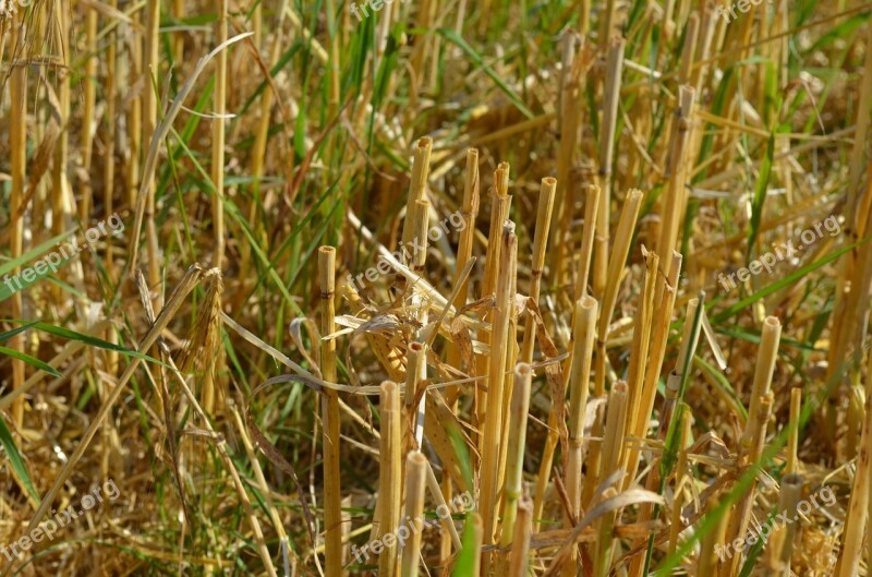 Stubble Cornfield Harvest Harvested Straws