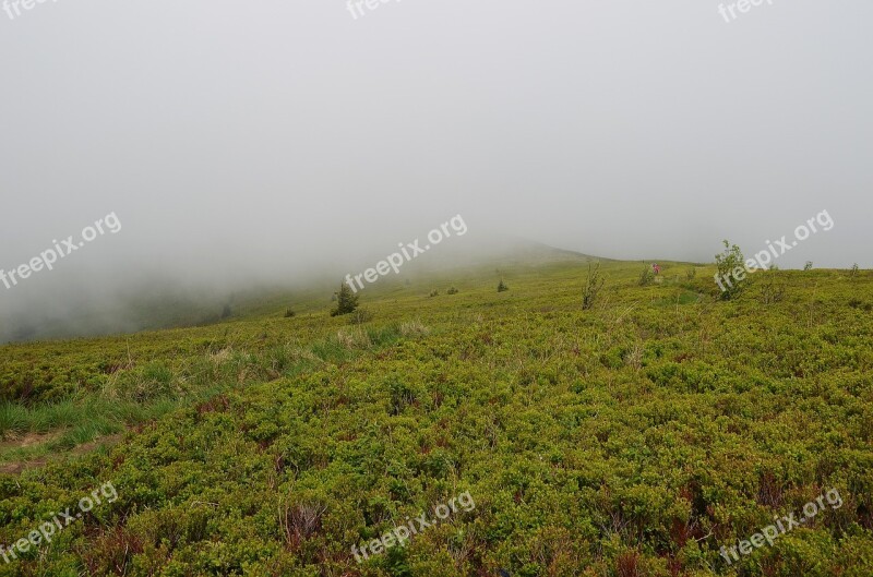 Landscape Mountains Nature Forest Vegetation