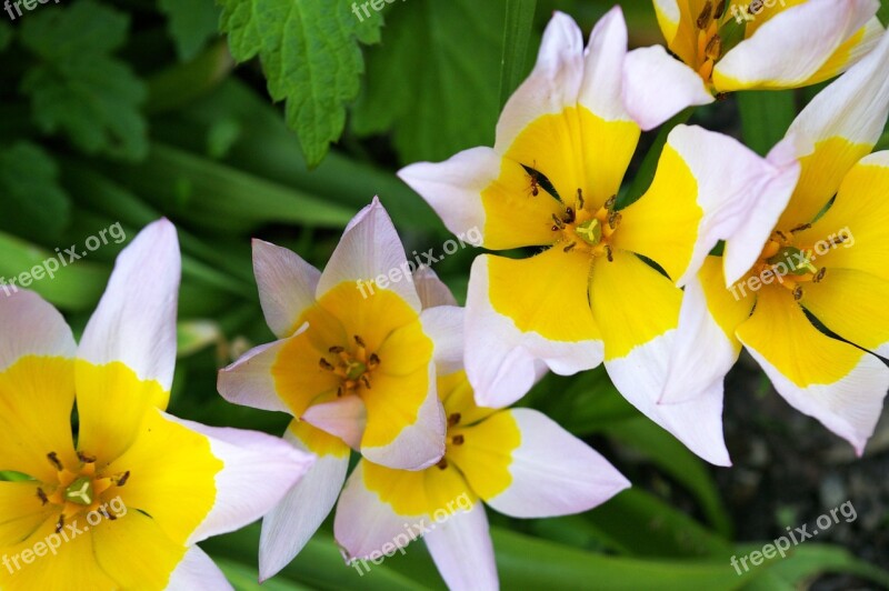 Tulips Yellow Tumor Bicolor Tulip Spring Blossom