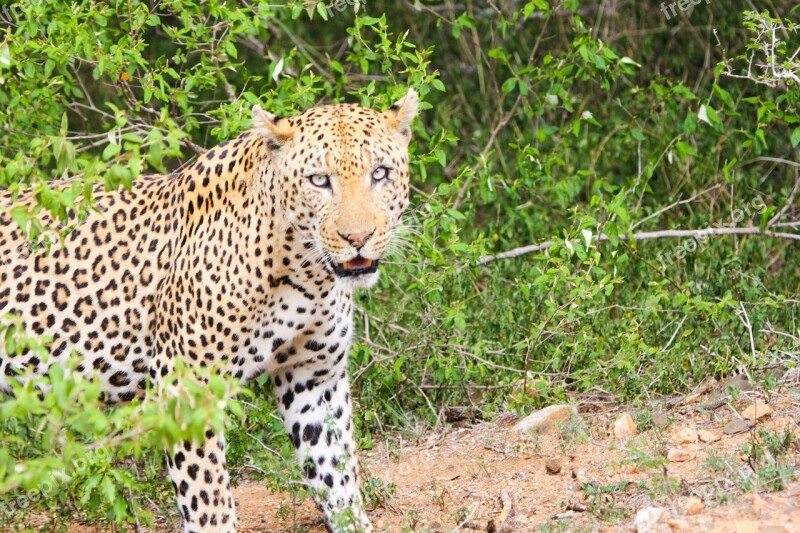 Leopard Animal Cheetah Animals South Africa