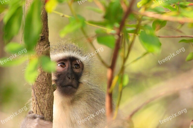 Little Monkey Monkey Sweet Animals Nature