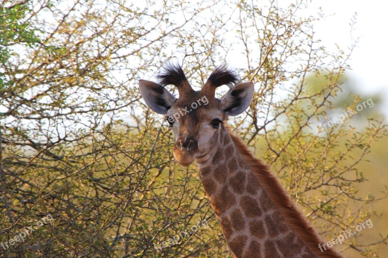 Giraffe South Africa Animals Nature Wild