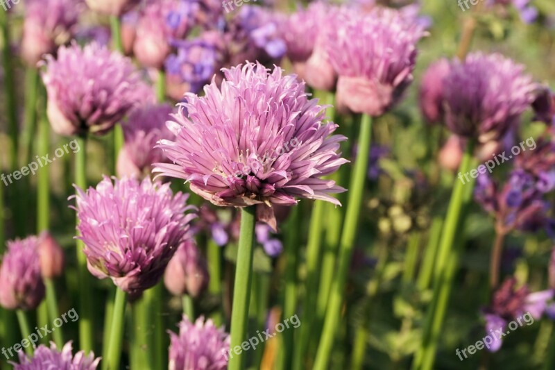 Chives Blossom Bloom Flower Bloom