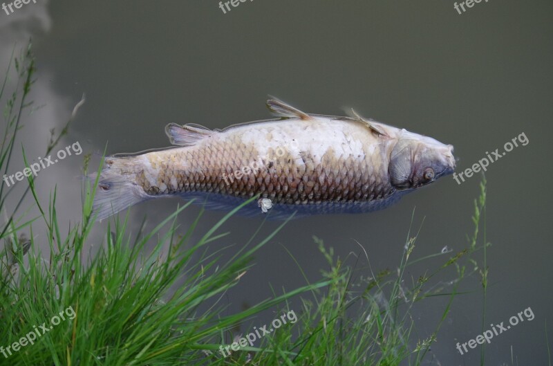 Dead Fish Carcass Polluted Pond