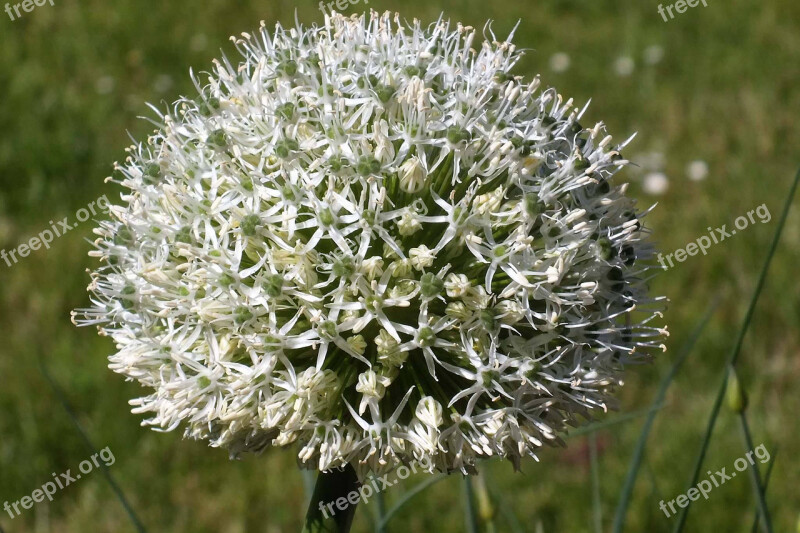 White Flower Close Up Beautiful Flower Blossom