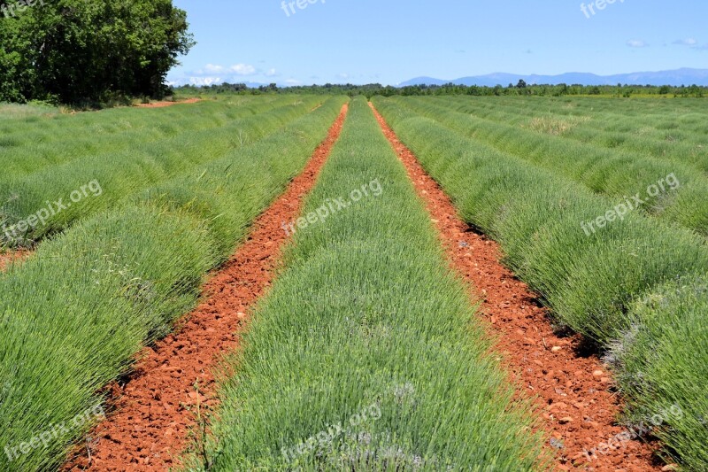 France Provence Gréoux-les-bains South Of France Lavender