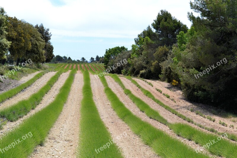 France Provence Greuz-les-bains South Of France Lavender