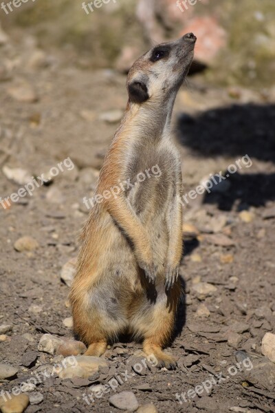 Meerkat Zoo Animal Free Photos