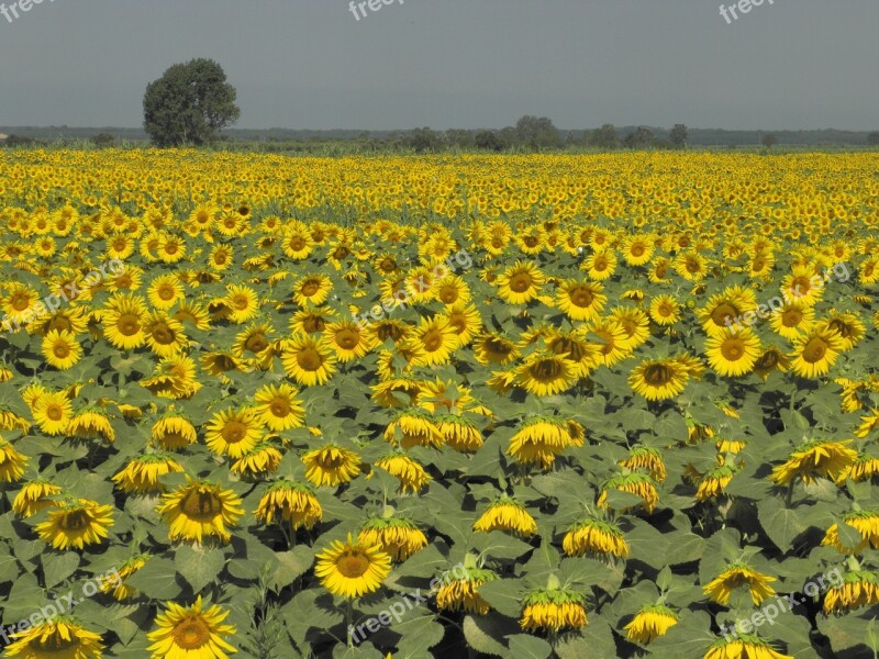 Sunflowers Summer Yellow Flowers Tuscany