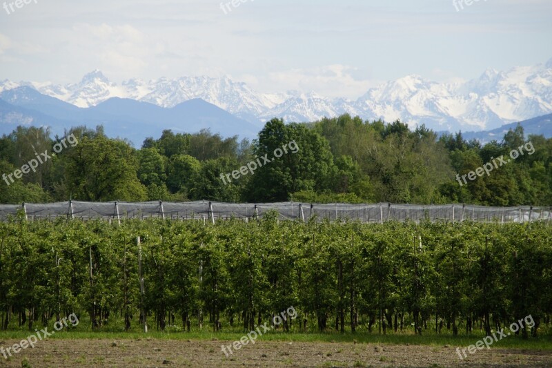 Upper Swabia Fruit Growing Apple Trees Agriculture Mountains