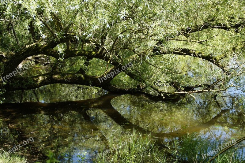 Pasture Branch Water Lake Mirroring