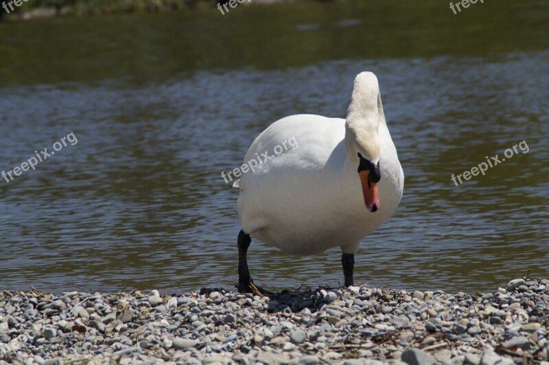 Swan White Bank Bird Water