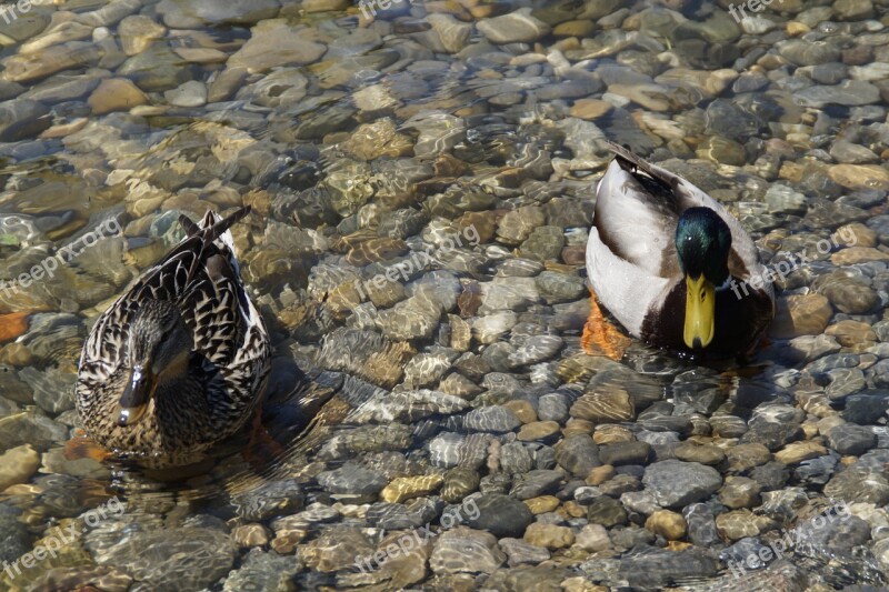 Ducks Mallards Birds Duck Bird Water Bird