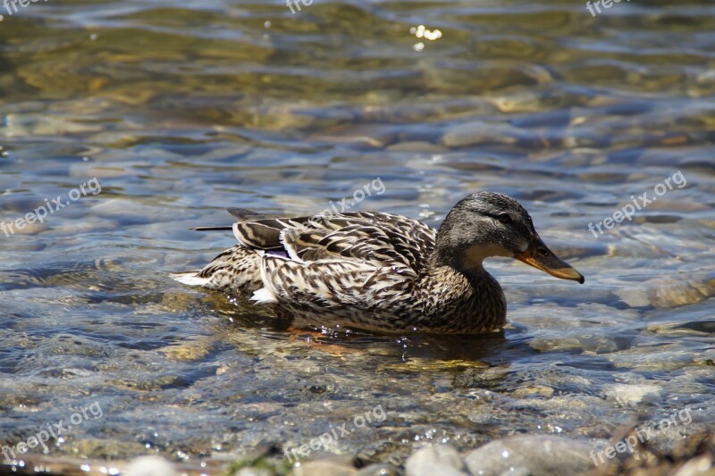 Ducks Mallards Birds Duck Bird Water Bird