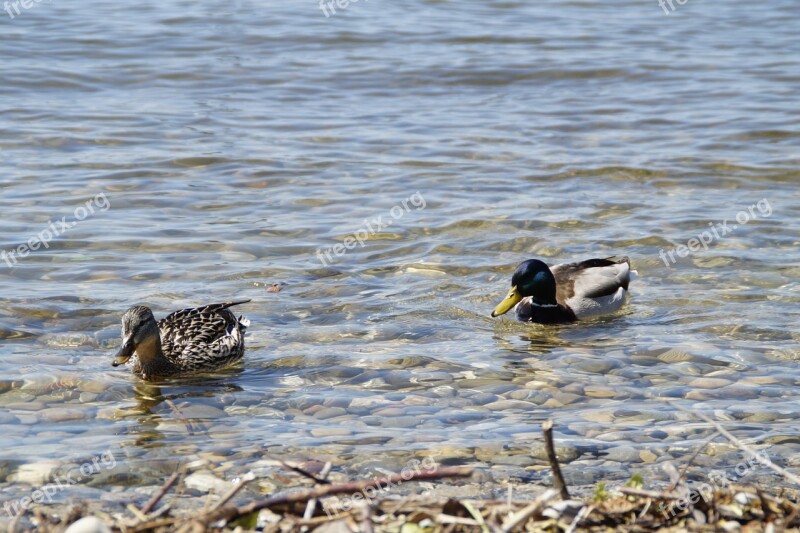 Ducks Mallards Birds Duck Bird Water Bird