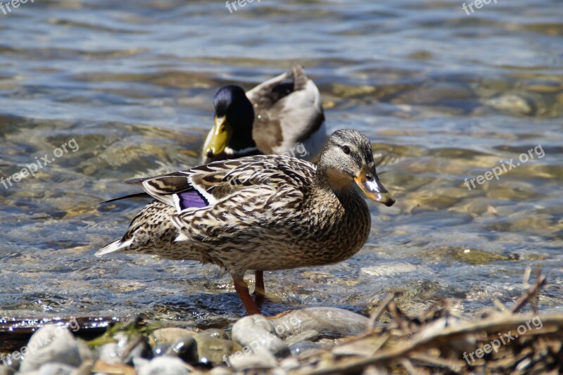 Ducks Mallards Birds Duck Bird Water Bird