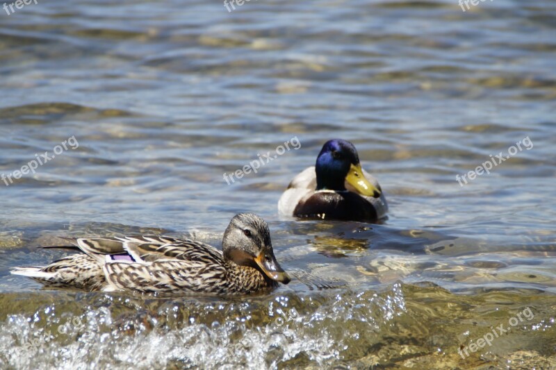 Ducks Mallards Birds Duck Bird Water Bird