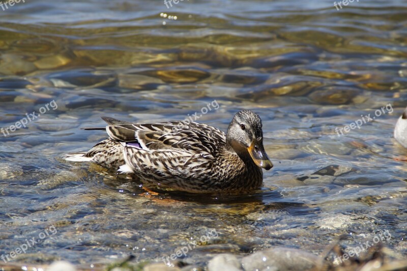 Ducks Mallards Birds Duck Bird Water Bird