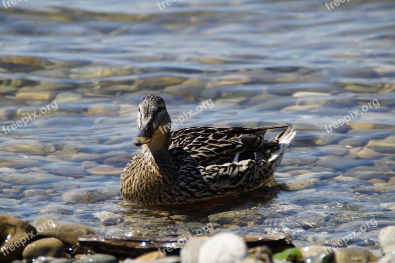 Ducks Mallards Birds Duck Bird Water Bird