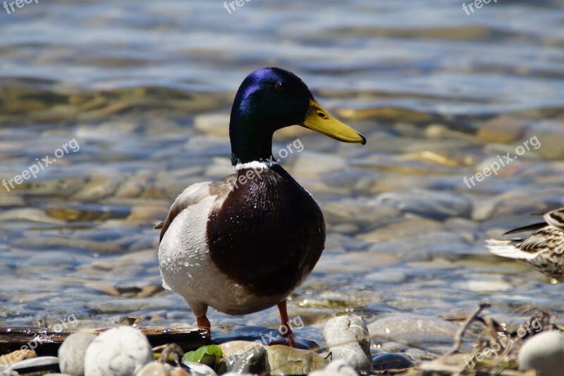 Ducks Mallards Birds Duck Bird Water Bird