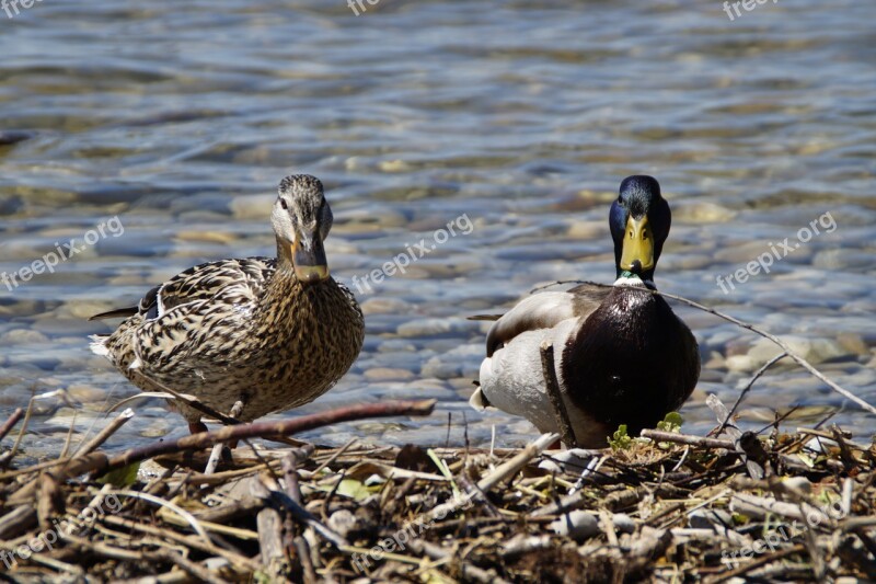 Ducks Mallards Birds Duck Bird Water Bird