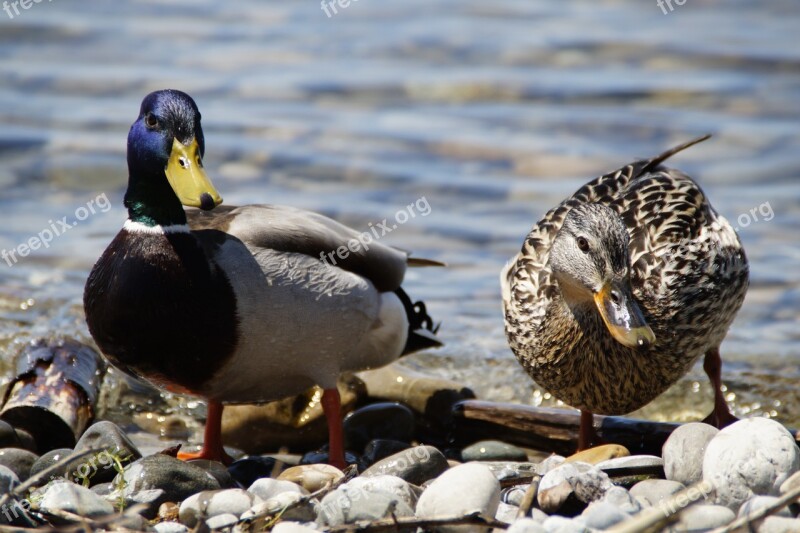 Ducks Mallards Birds Duck Bird Water Bird