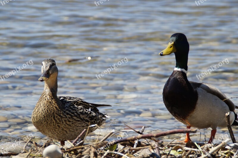 Ducks Mallards Birds Duck Bird Water Bird