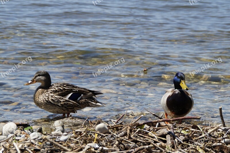 Ducks Mallards Birds Duck Bird Water Bird