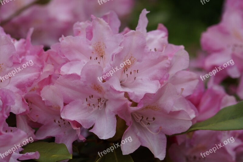 Rhododendron Pink Blossom Bloom Spring